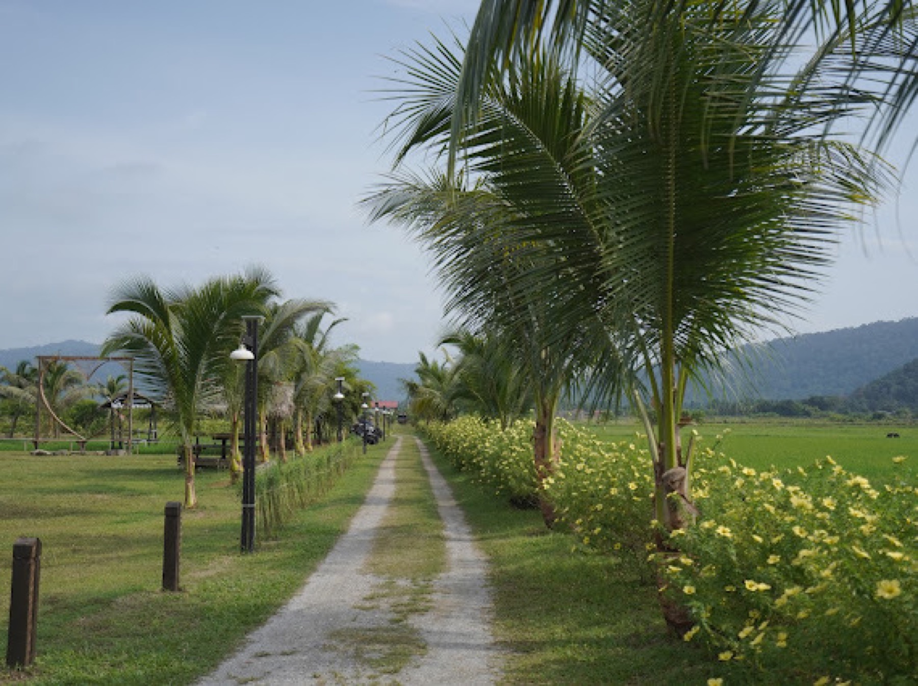 Palm-lined paddy path beside Villa Sawah
